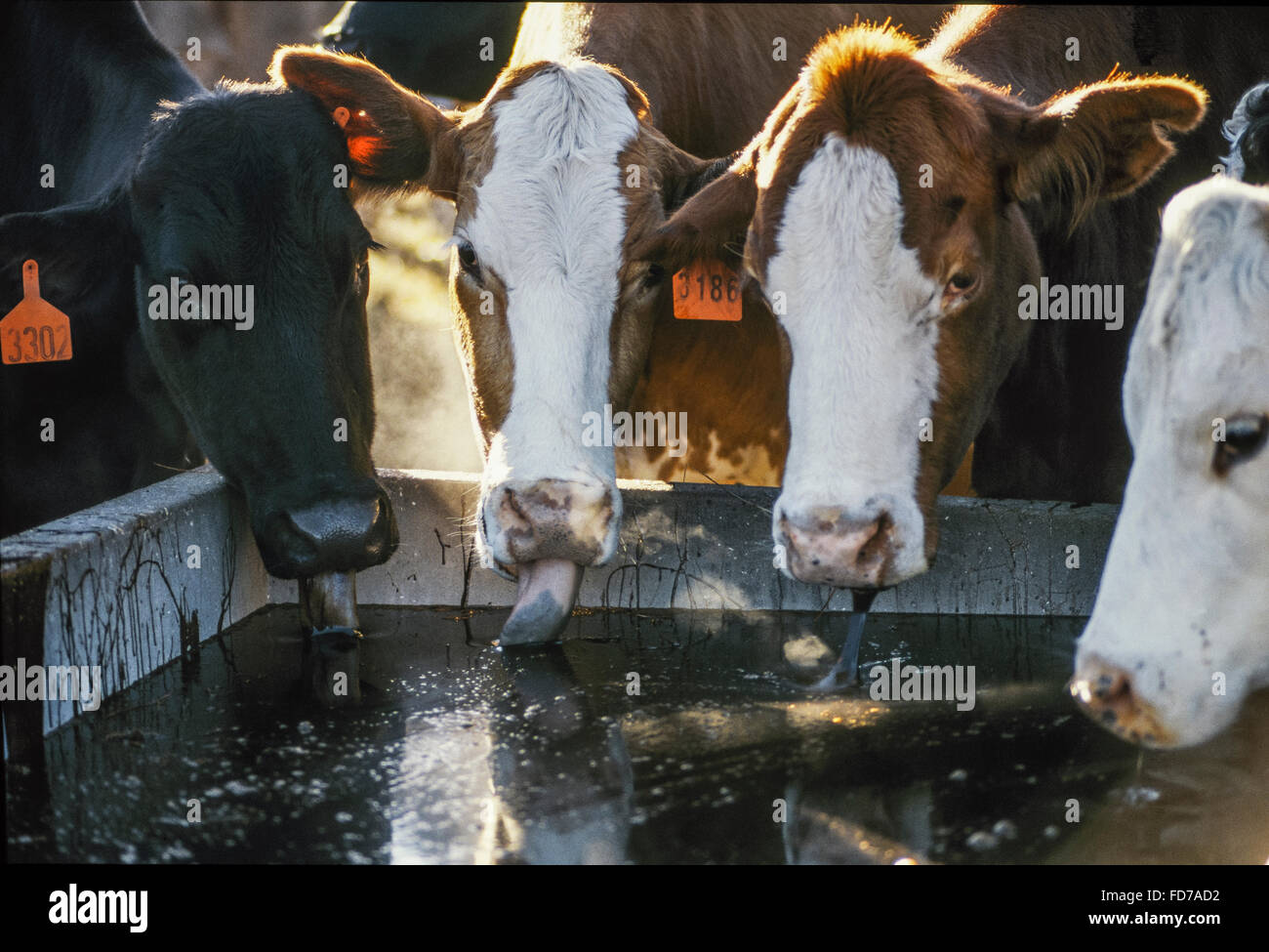Cattle at molasses trough Stock Photo Alamy