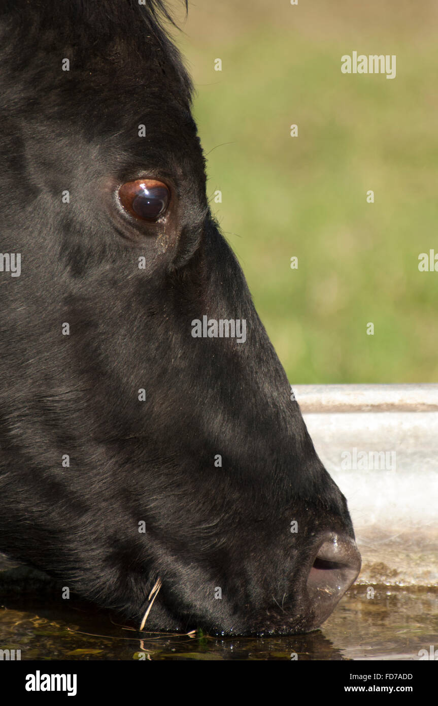 Cattle drinking water hires stock photography and images Alamy