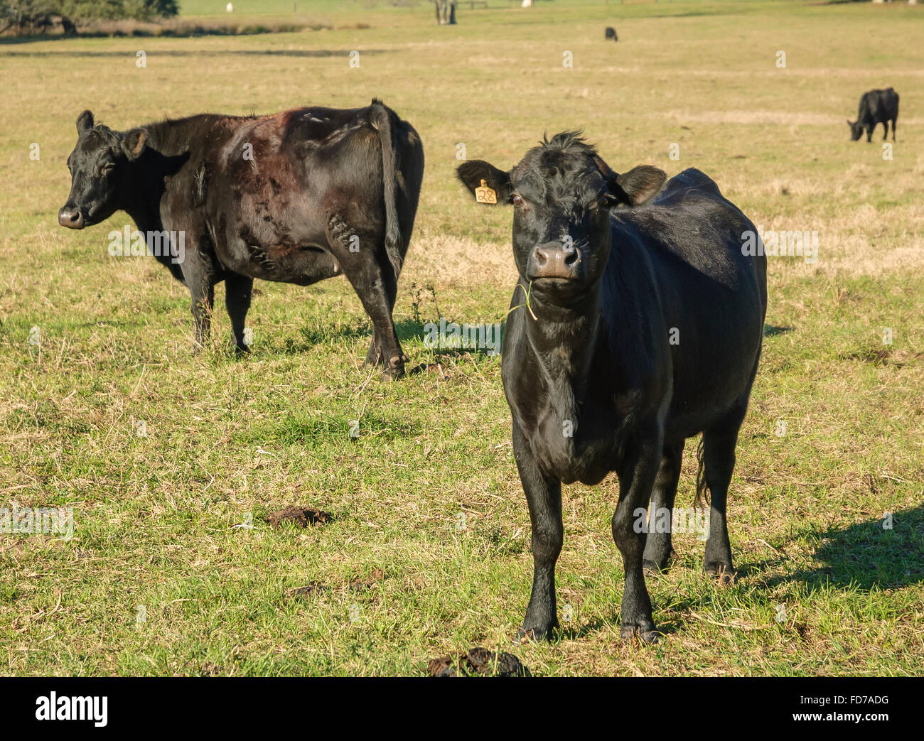 Angus Cattle in grass pasture Stock Photo