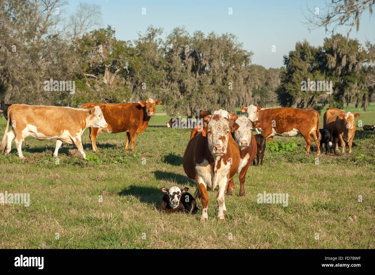 Commercial beef cattle with calves Stock Photo