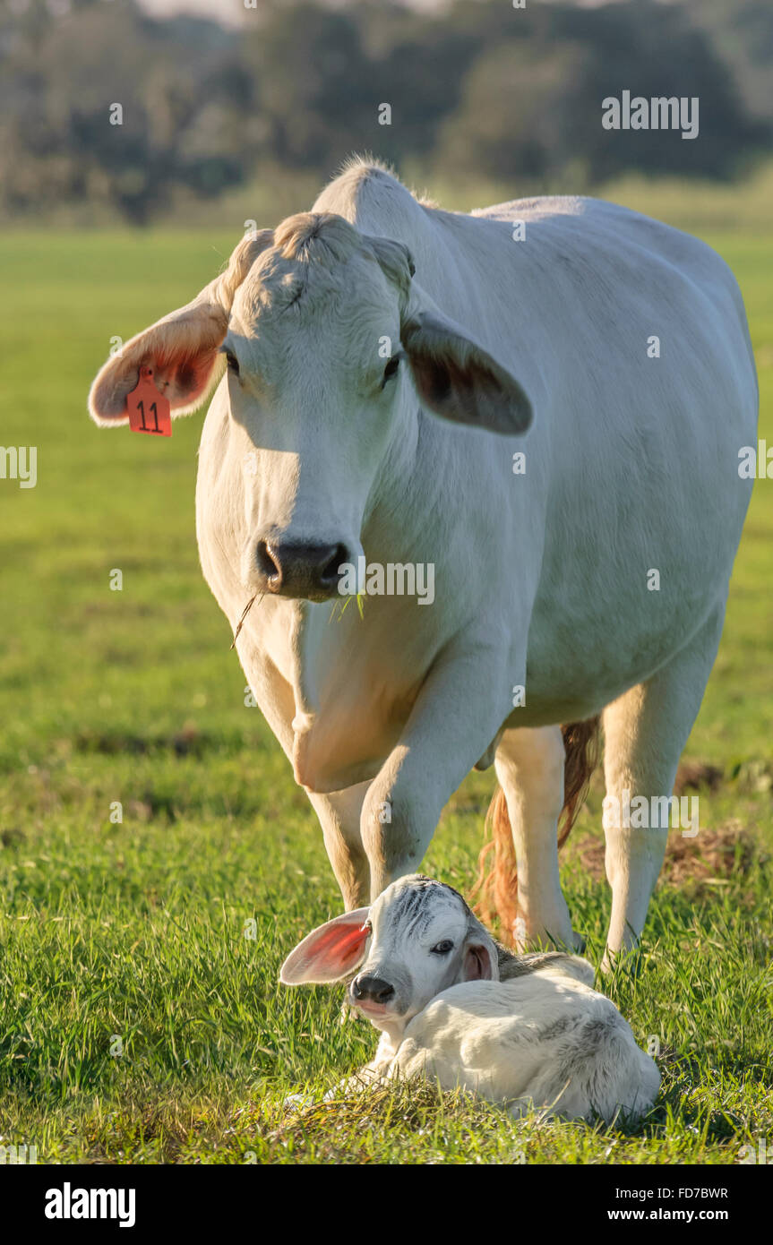 Brangus cow with calf in grass pasture Stock Photo Alamy