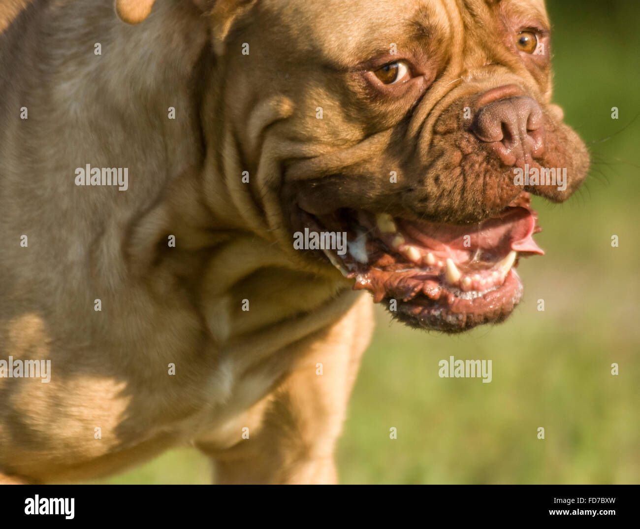 French Mastiff Dog Face In All It S Glory Stock Photo Alamy