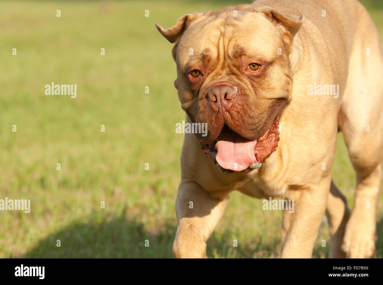 French Mastiff dog Stock Photo Alamy