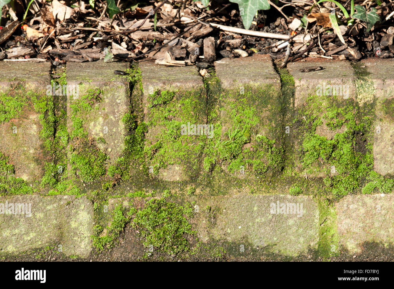 Green moss growing on a brick wall Stock Photo Alamy