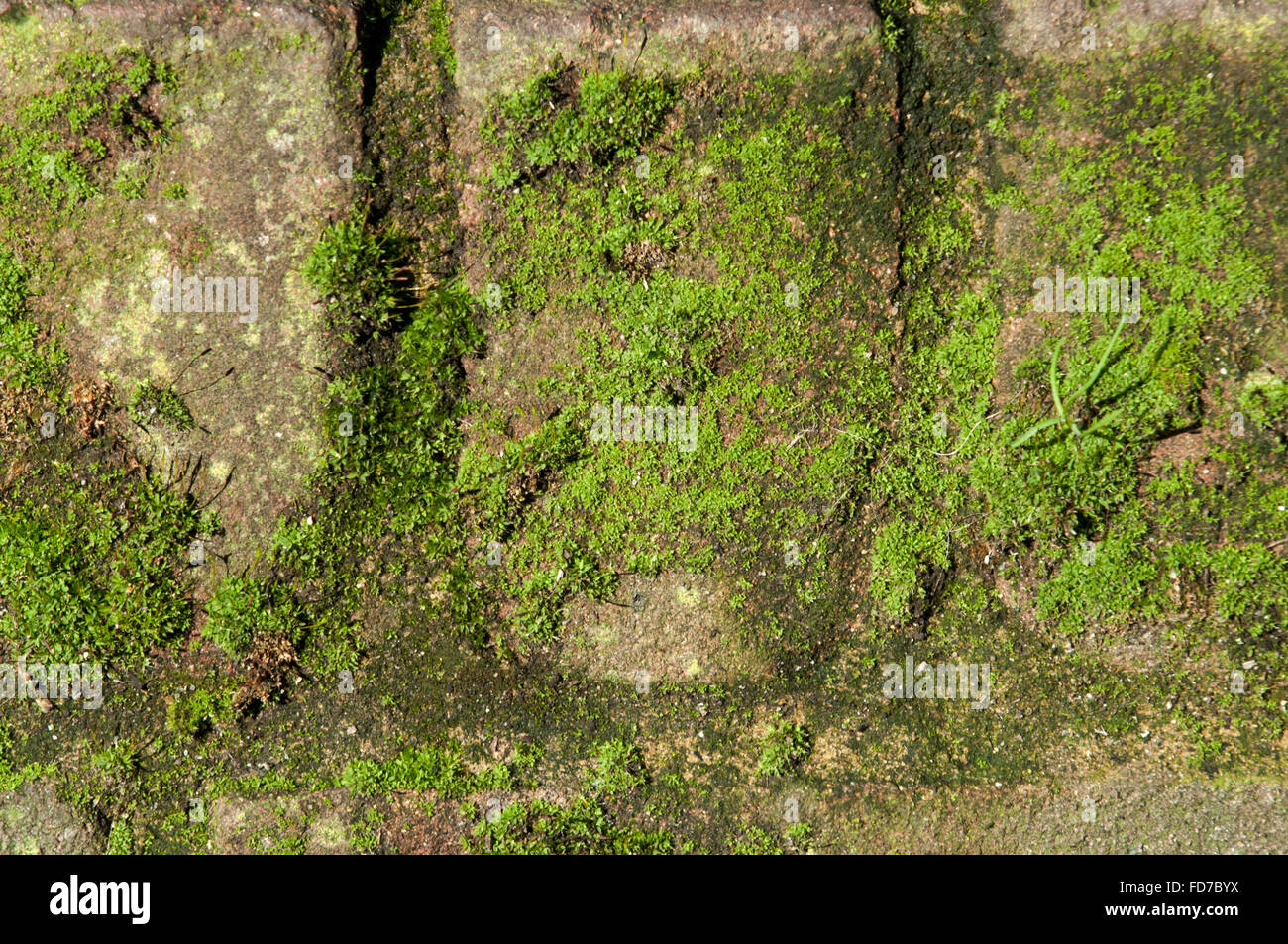 Green moss growing on a brick wall Stock Photo Alamy