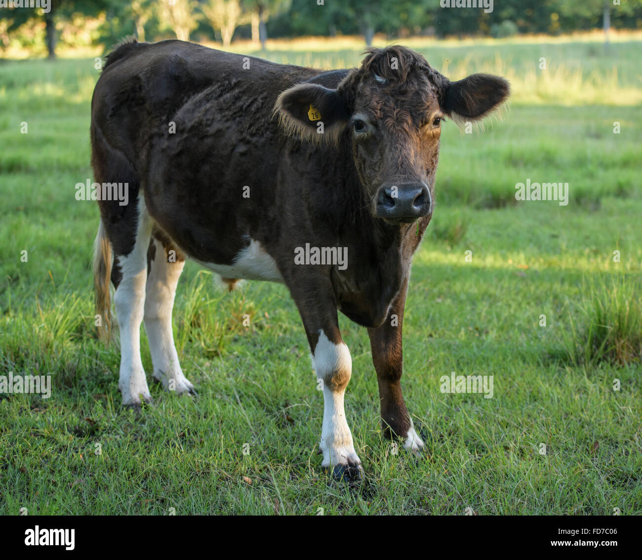 Brangus cattle hi-res stock photography and images - Alamy