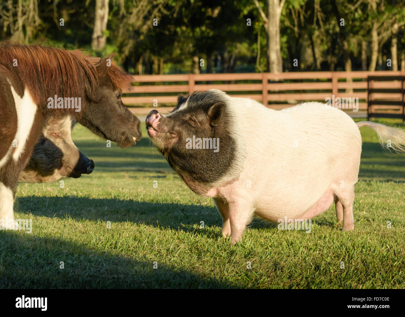 Pot Bellied Pig and Miniature Horse Stock Photo