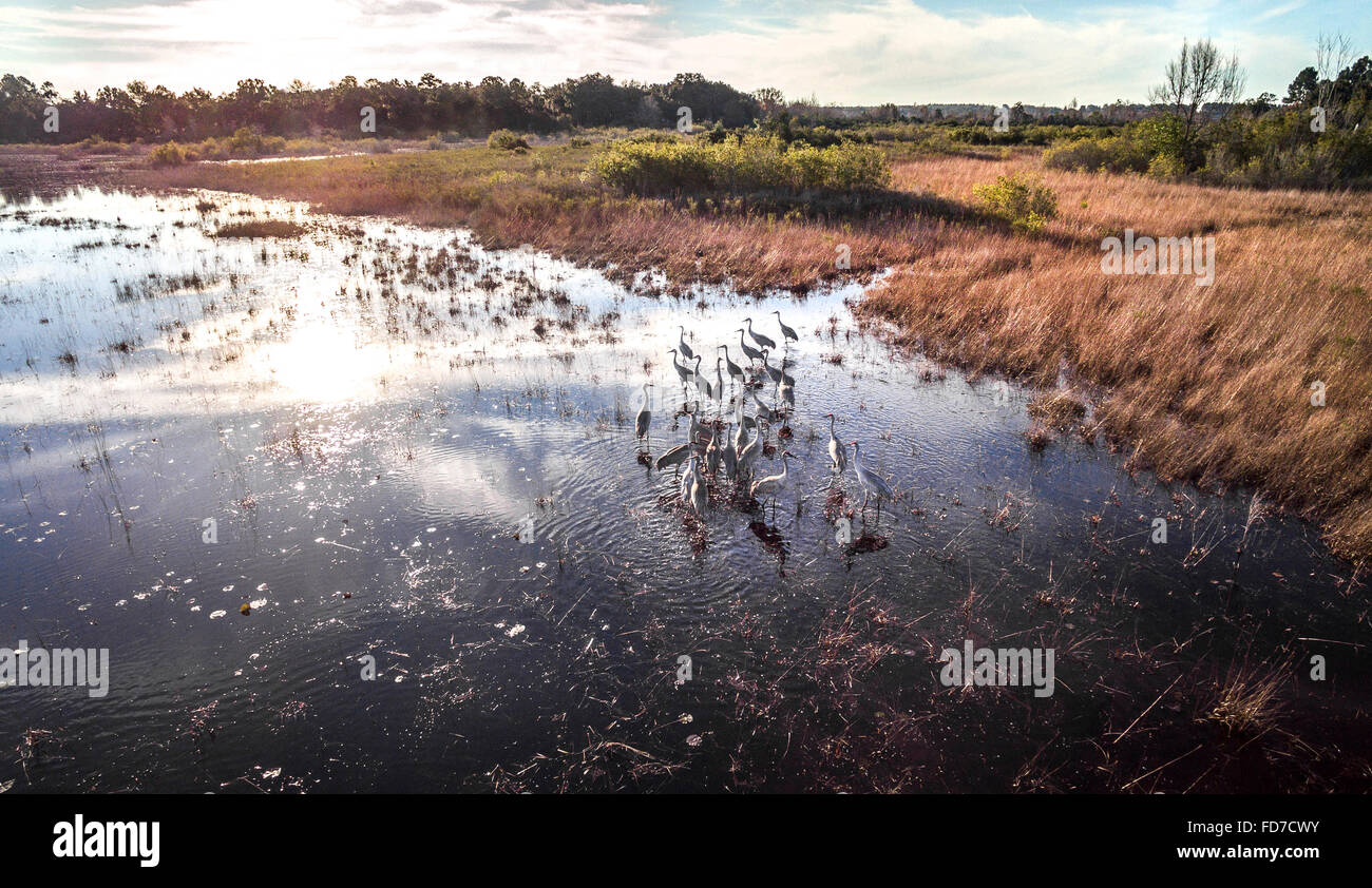 Overhead view of Sandhill Crane birds feeding in shallow marsh water Stock Photo