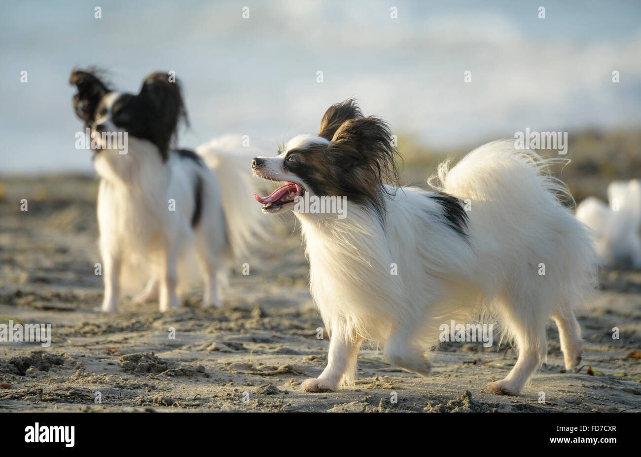 Papillon dogs play at Ocean Beach CA dog beach Stock Photo