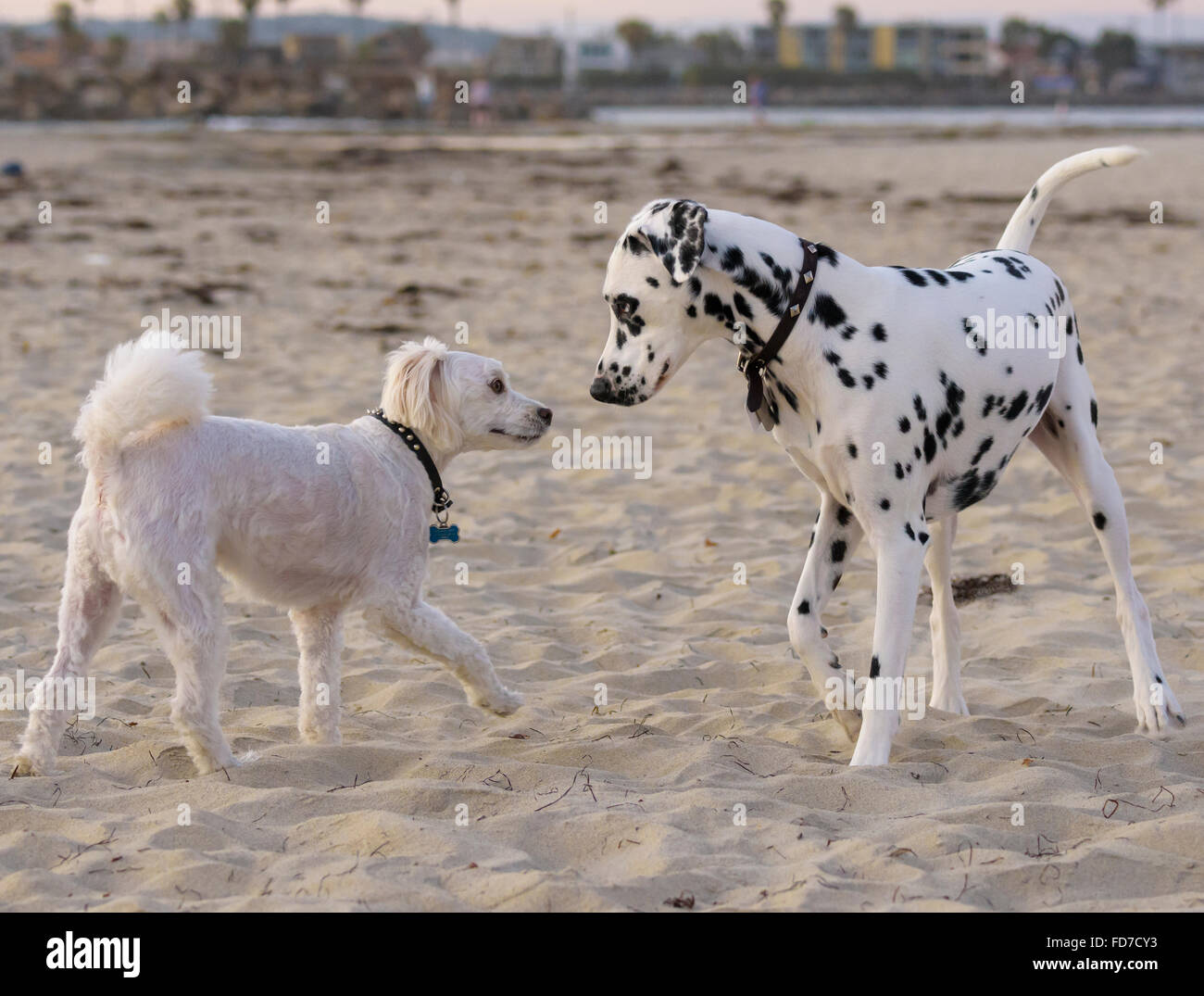 Dalmation dog greets another dog at Ocean Beach, CA shoreline Stock Photo
