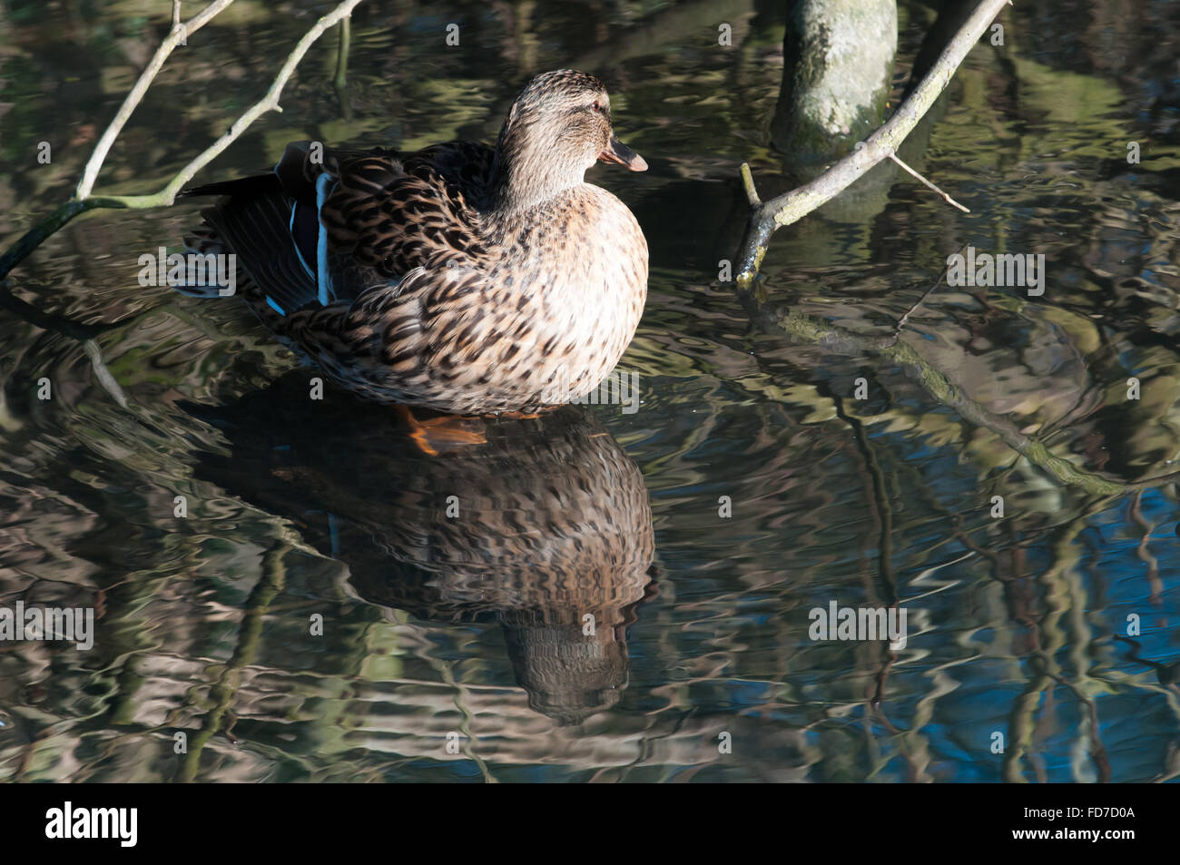 Duck with a reflection in a pond Stock Photo - Alamy