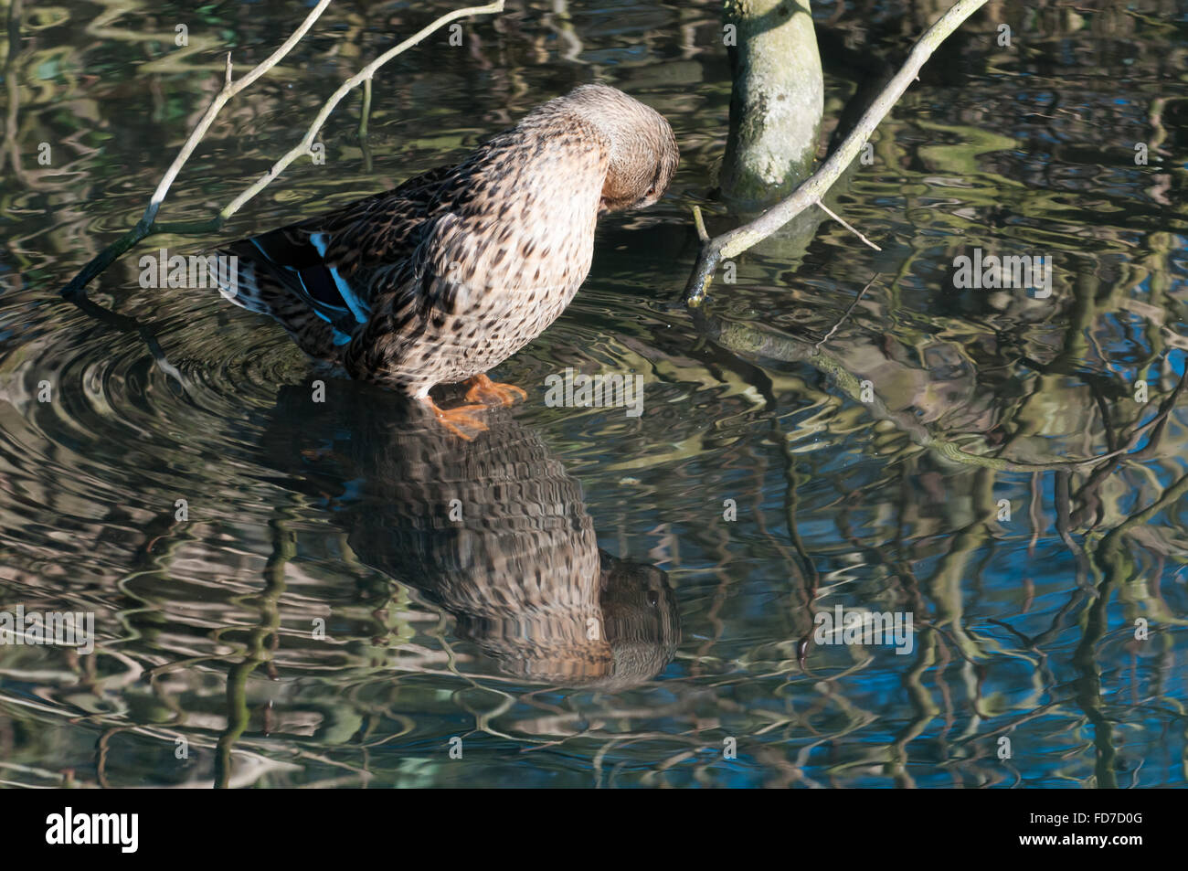 Duck with a reflection in a pond Stock Photo - Alamy