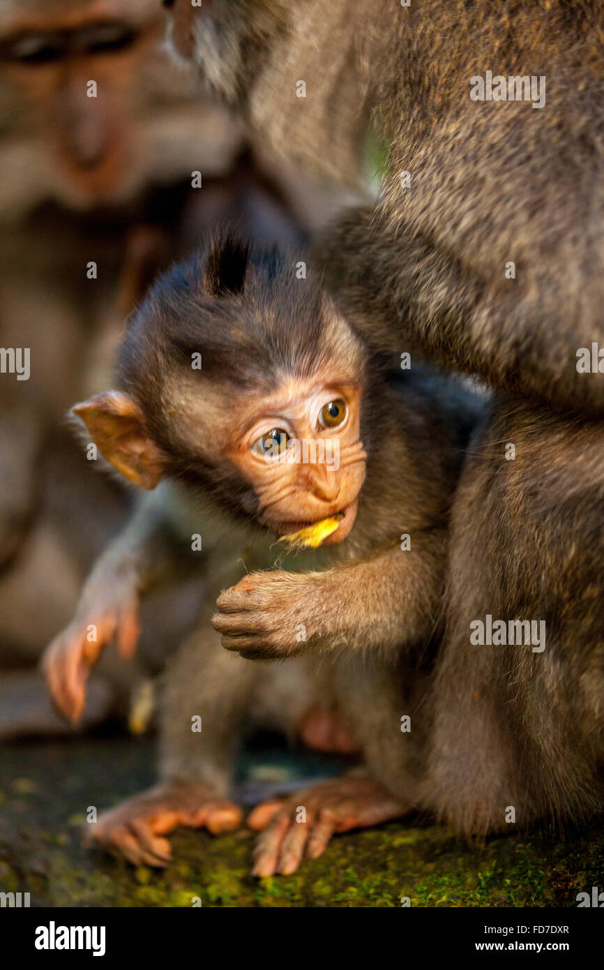 Long-tailed macaque (Macaca fascicularis) monkeys family with babies, baby monkey, stone wall, Ubud Monkey Forest, Sacred Monkey Stock Photo