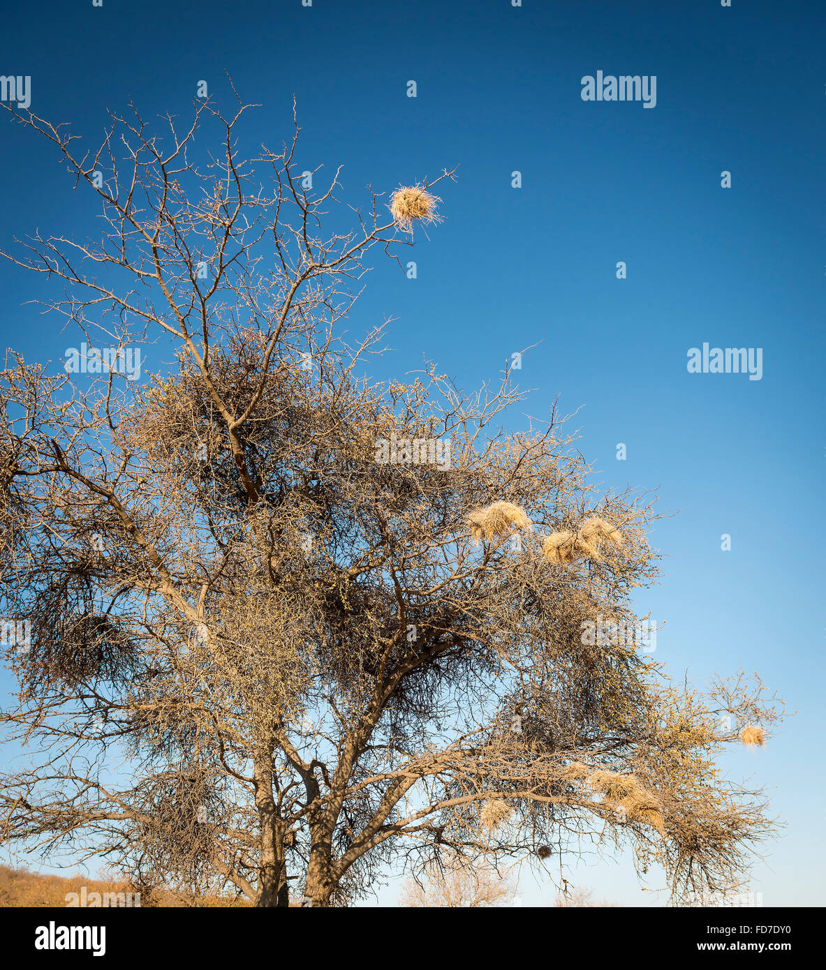 Weaver bird nests in an old dry tree in Botswana, Africa Stock Photo