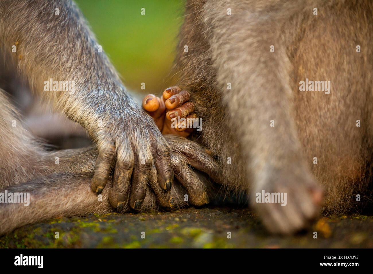 Long-tailed macaque (Macaca fascicularis) monkeys family with babies, baby monkey, stone wall, Ubud Monkey Forest,  Monkey hands Stock Photo