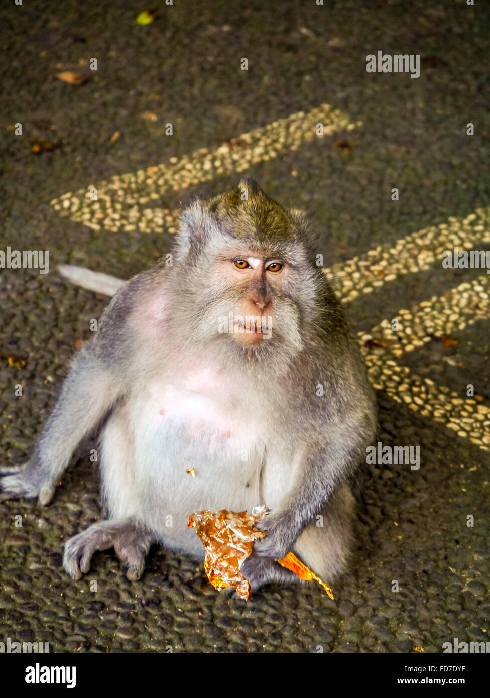Long-tailed macaque (Macaca fascicularis) with a flower, Ubud Monkey Forest, Sacred Monkey Forest Sanctuary, Padangtegal, Ubud Stock Photo