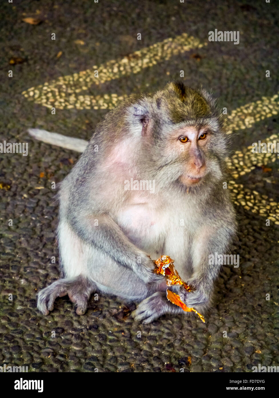 Long-tailed macaque (Macaca fascicularis) with a flower, Ubud Monkey Forest, Sacred Monkey Forest Sanctuary, Padangtegal, Ubud Stock Photo