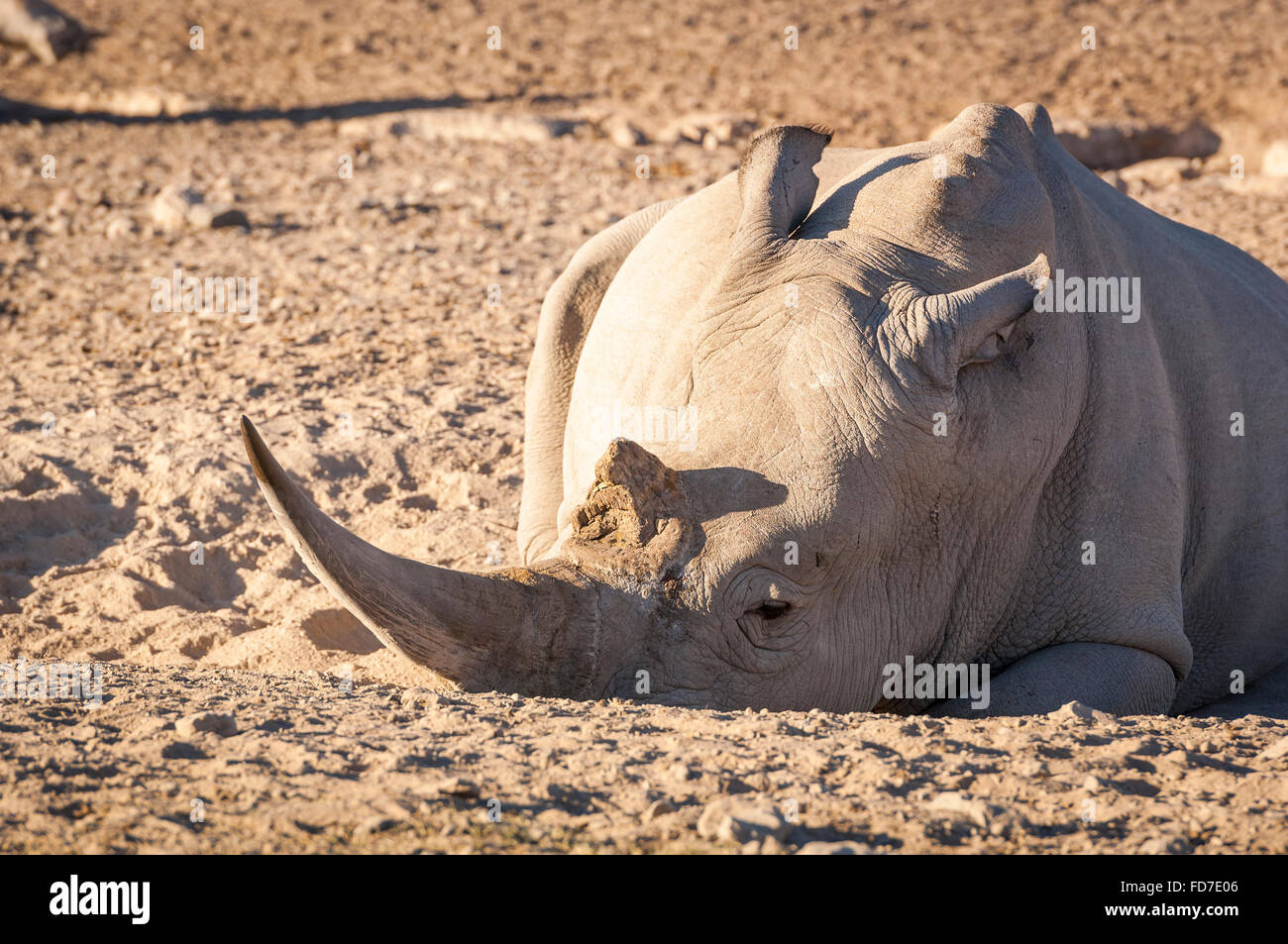 White Rhino resting in the dirt with huge horn, in Botswana, Africa Stock Photo