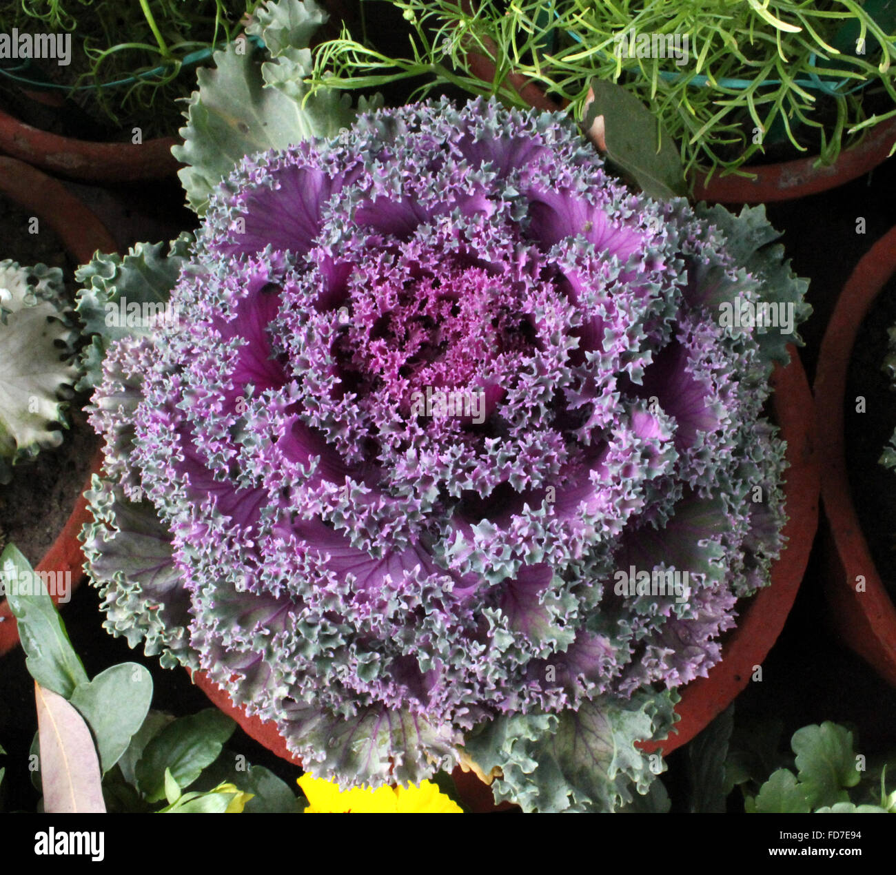 Brassica oleracea var. sabellica, Ornamental Kale, formerly var. acephala, used as decorative plant in flower pots Stock Photo