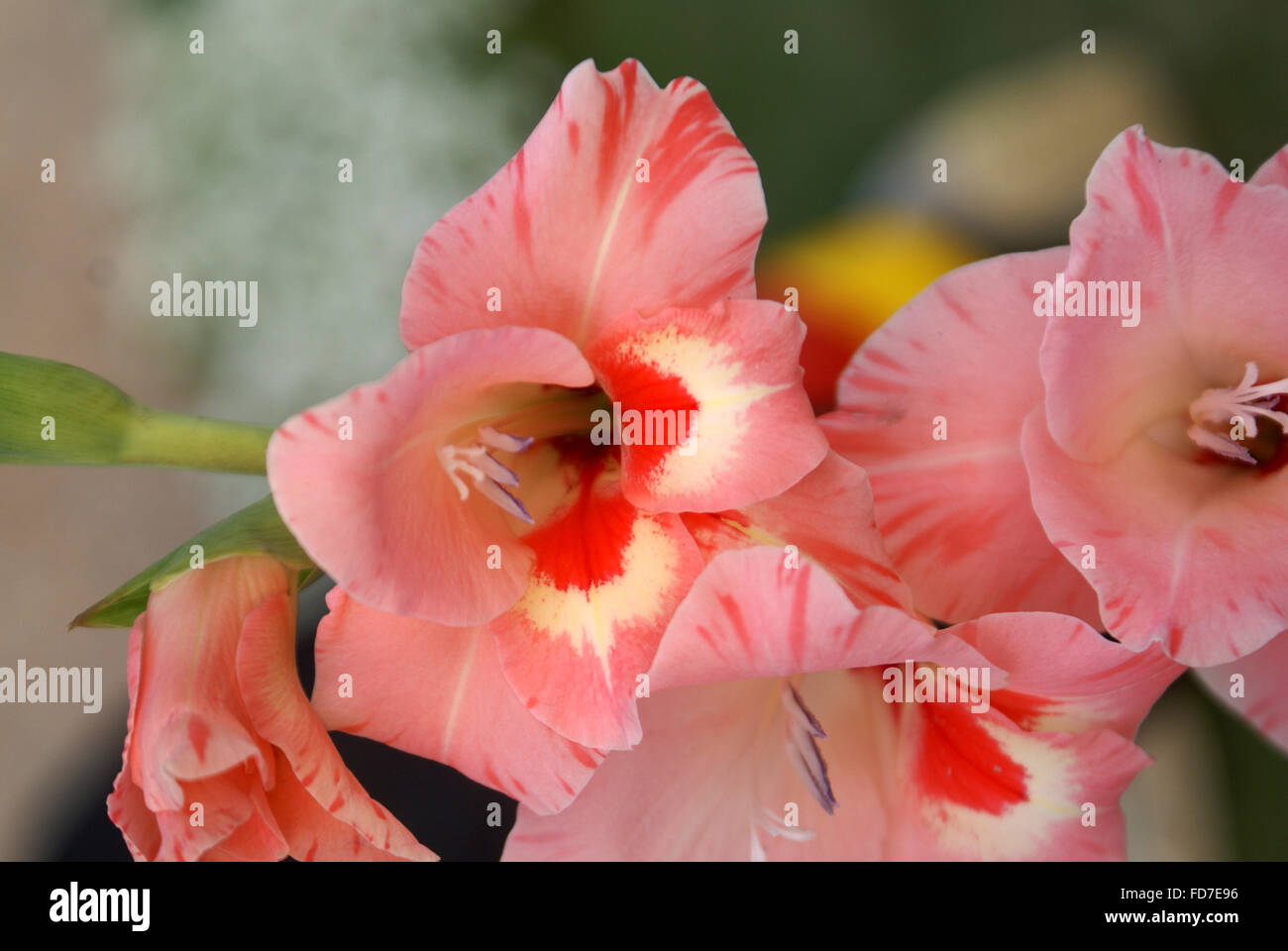Gladiolus, popular ornamental herb with underground corm, linear leaves and beautiful flowers in elongated spike, often spotted Stock Photo
