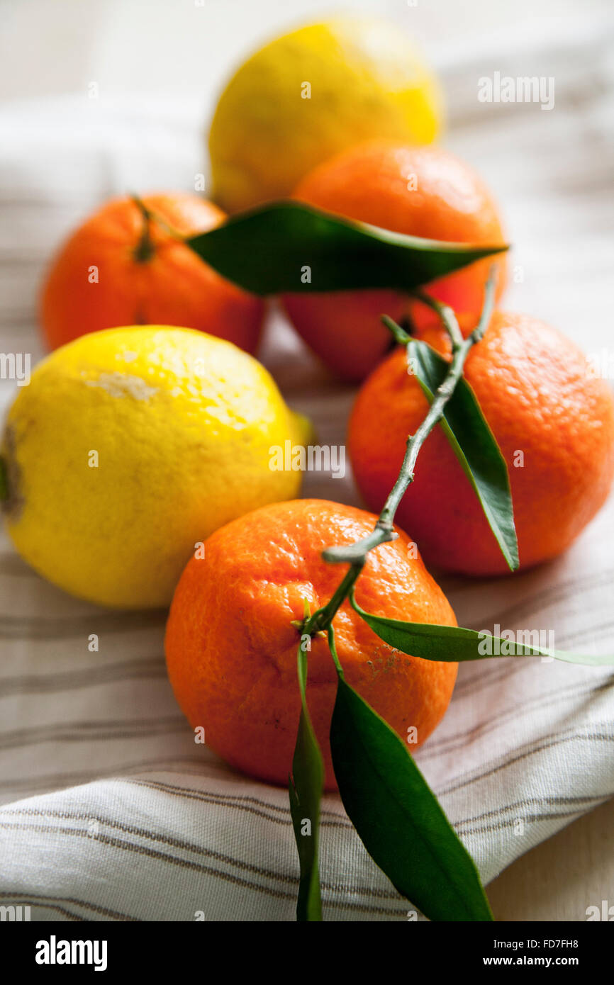 Mandarins and lemons Stock Photo