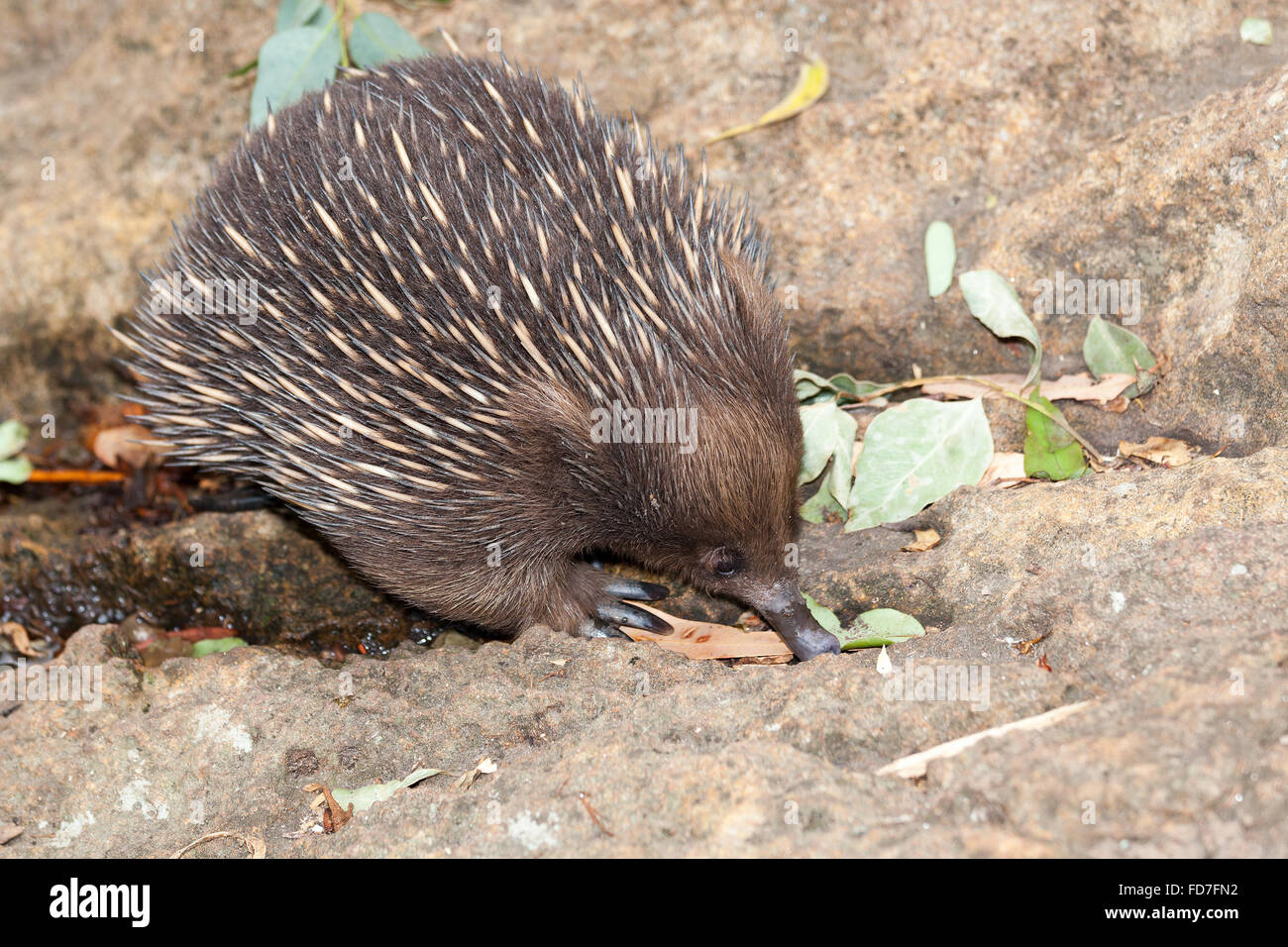 echidna anteater unique to Australia. A small monotreme with spikes