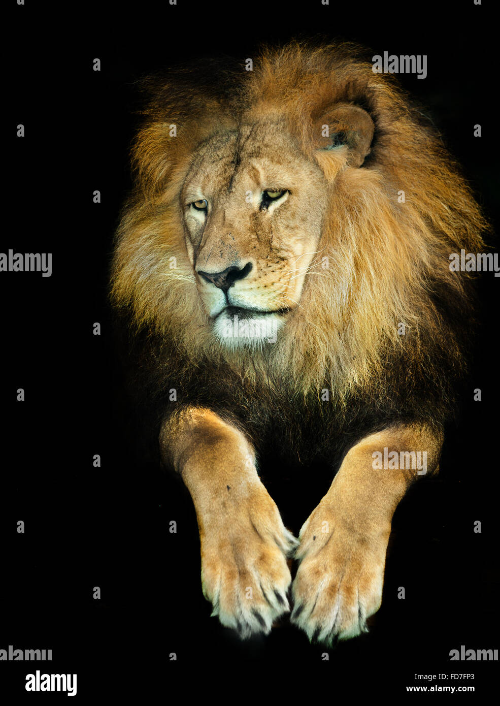 lion Has a thoughtful expression. Stock Photo