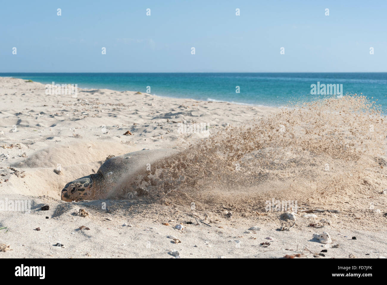 hawksbill sea turtle, Eretmochrlys imbricata, female covering nest after laying eggs, Delambre Island, Western Australia Stock Photo