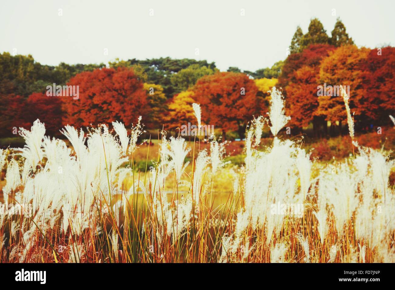 White Reeds In Forest Stock Photo - Alamy