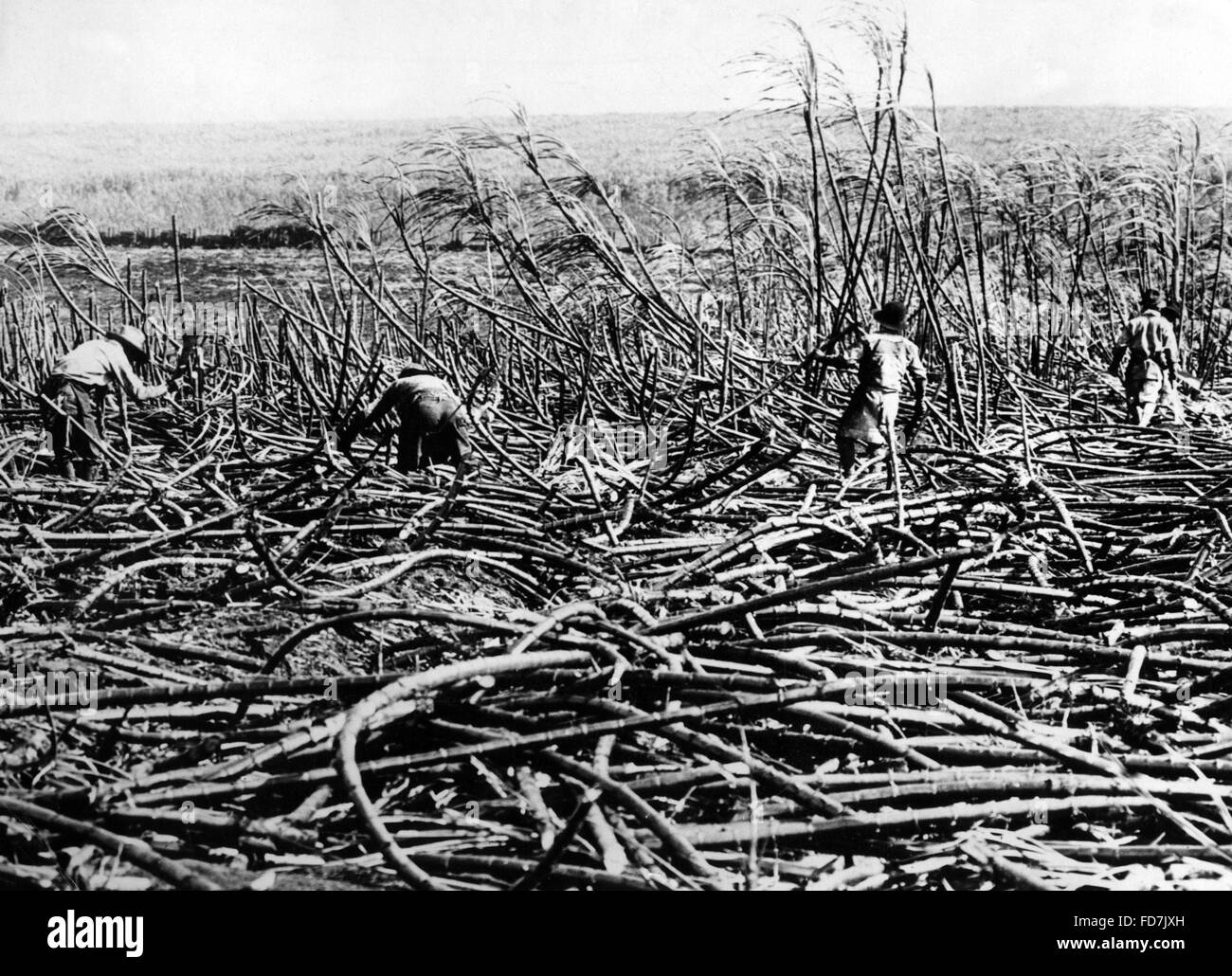 Sugarcane plantation in Hawaii, 1929 Stock Photo