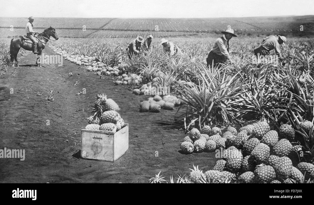 Pineapple cultivation in Hawaii, 1926 Stock Photo