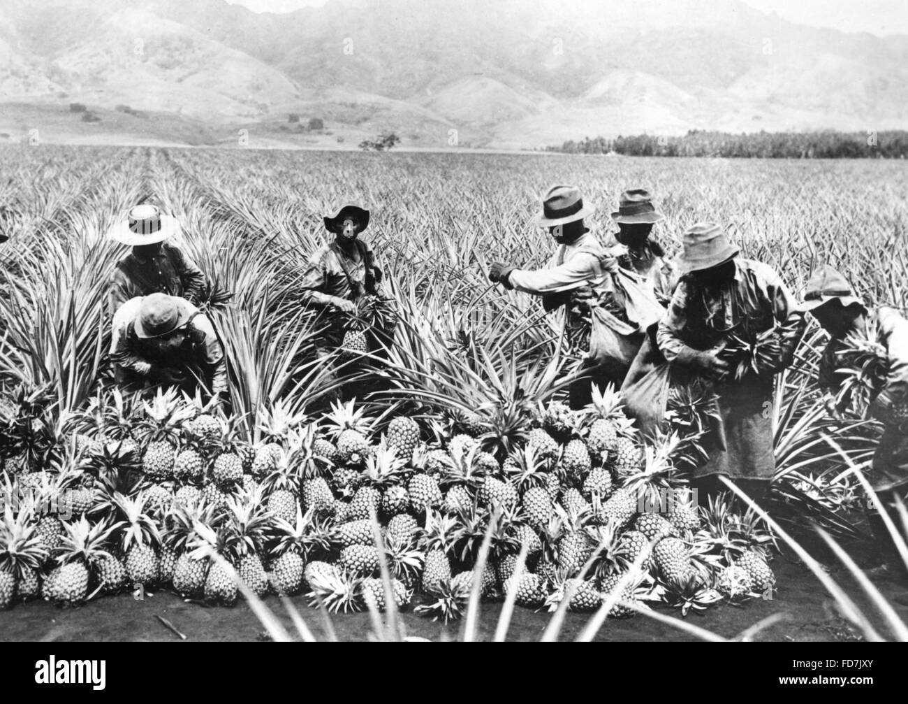 Pineapple cultivation in Hawaii, 1920s Stock Photo