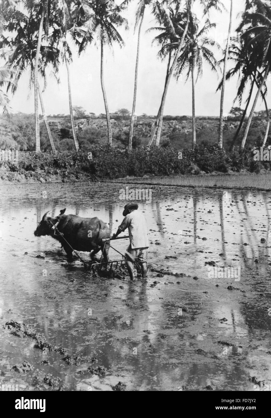 Cultivation of rice in Hawaii, 1920s Stock Photo