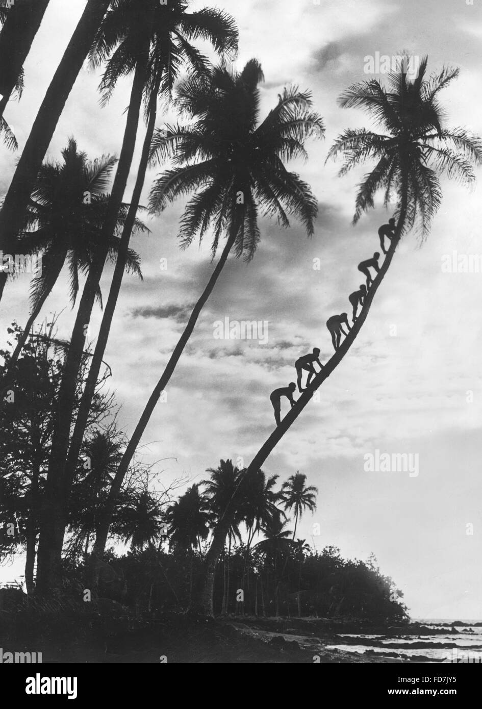 Palms on Hawaii, 1930s Stock Photo