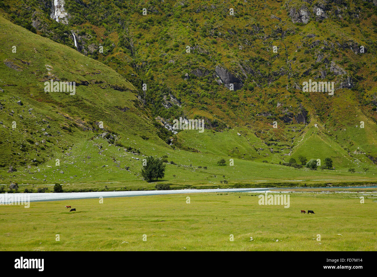 Cows and farmland, Matukituki Valley, near Wanaka, Otago, South Island, New Zealand Stock Photo
