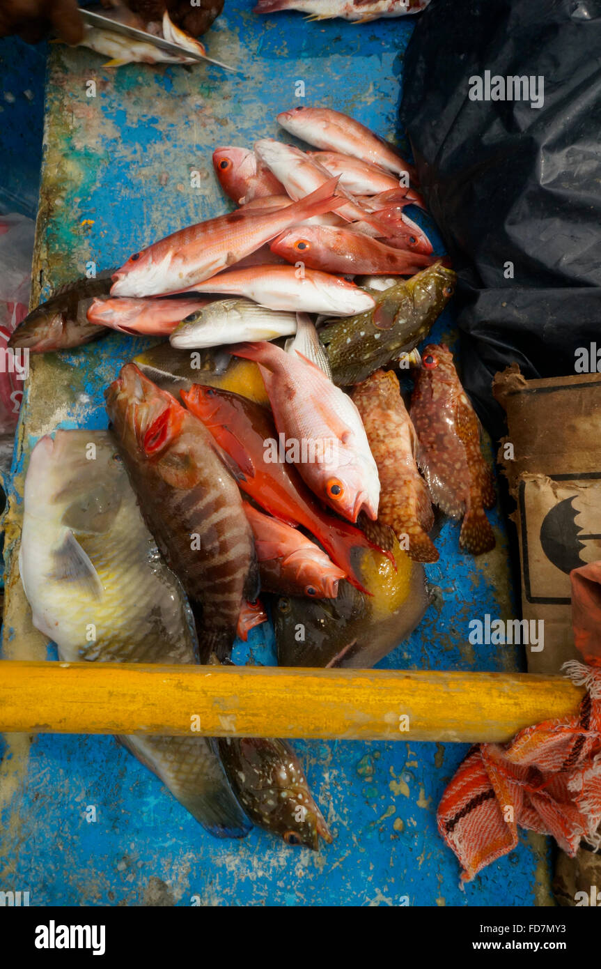 Local Mexican fisherman's catch of fish on Caleta Beach, Acapulco