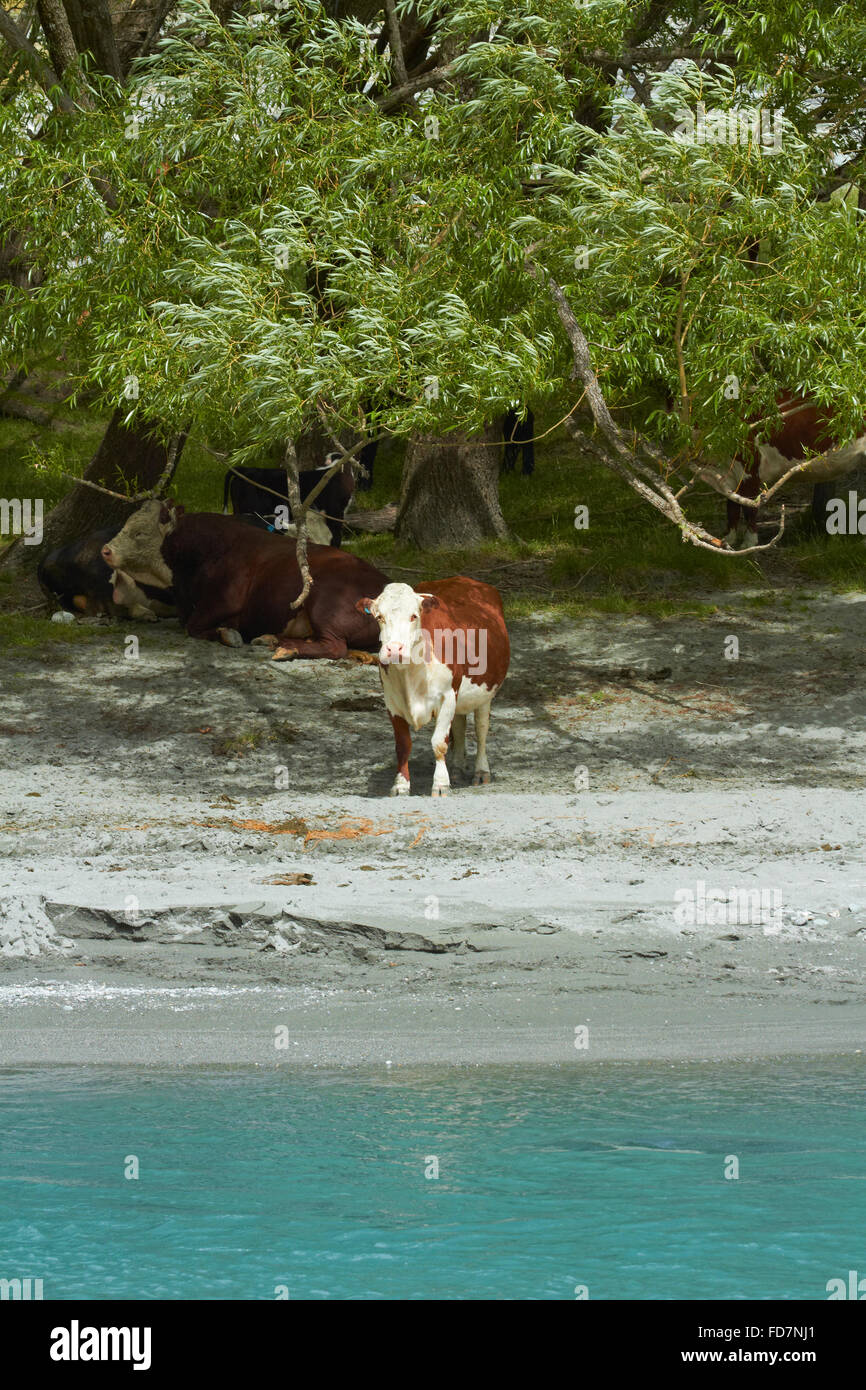 Cows by Matukituki River, Matukituki Valley, near Wanaka, Otago, South Island, New Zealand Stock Photo