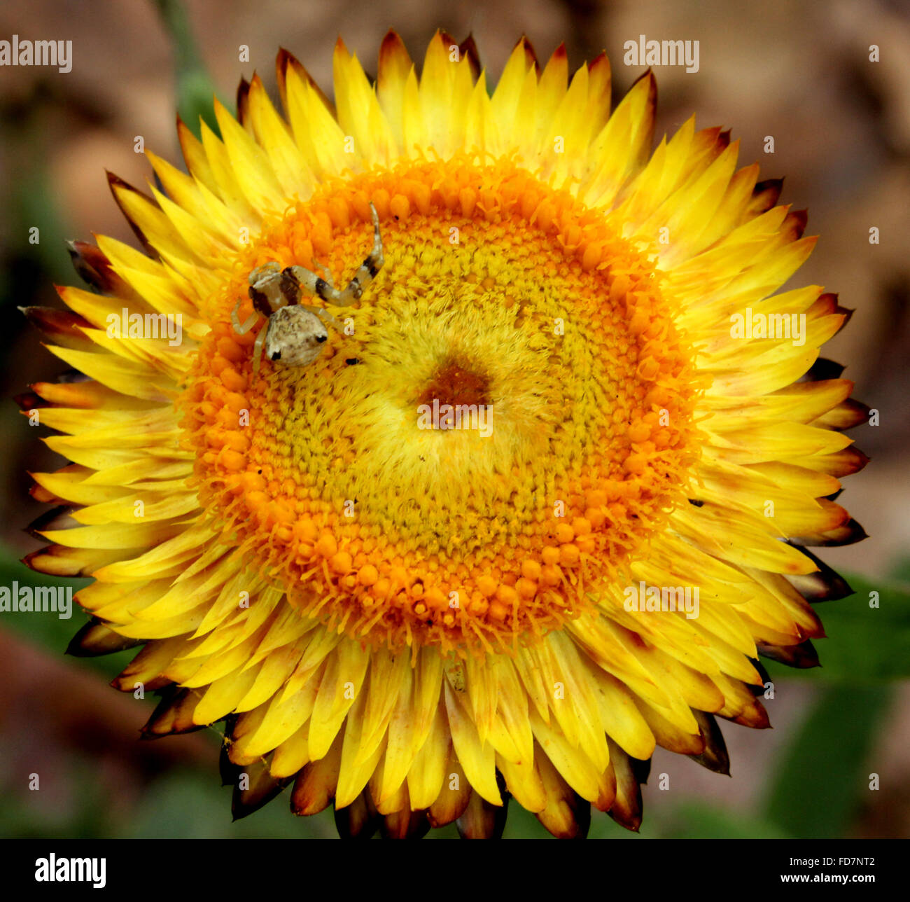 Helichrysum bracteatum, Straw flower, ornamental herb with hairy stems, lanceolate leaves and papery orange yellow flower head Stock Photo