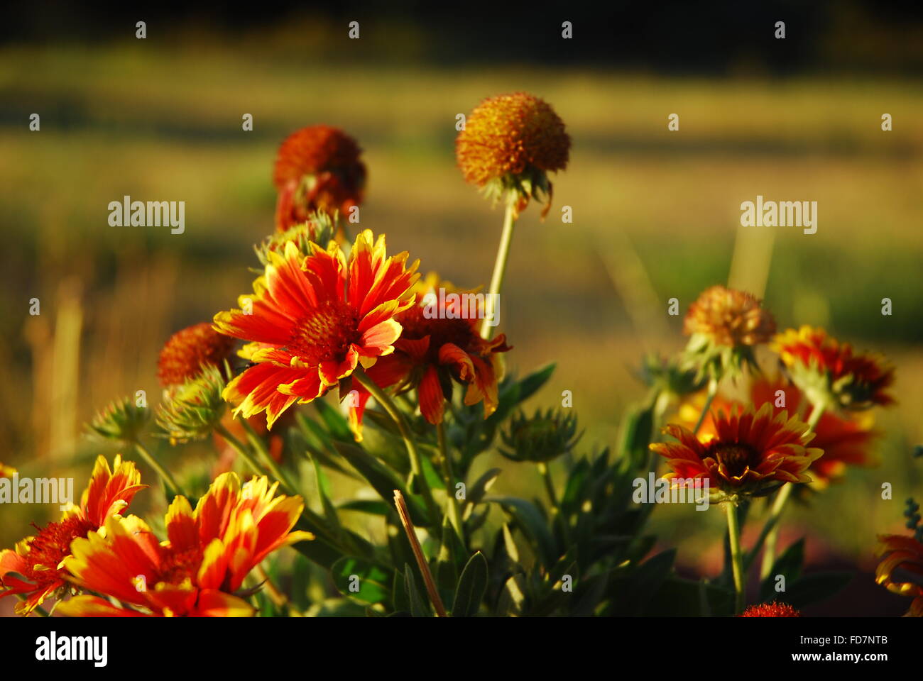 flowers of fall Stock Photo