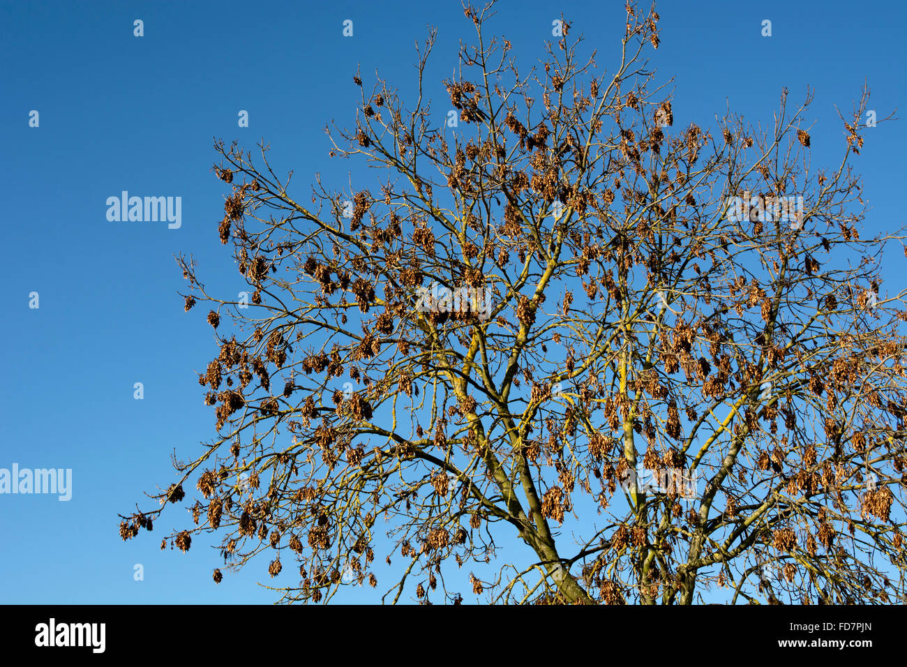 Ash tree winter uk hires stock photography and images Alamy