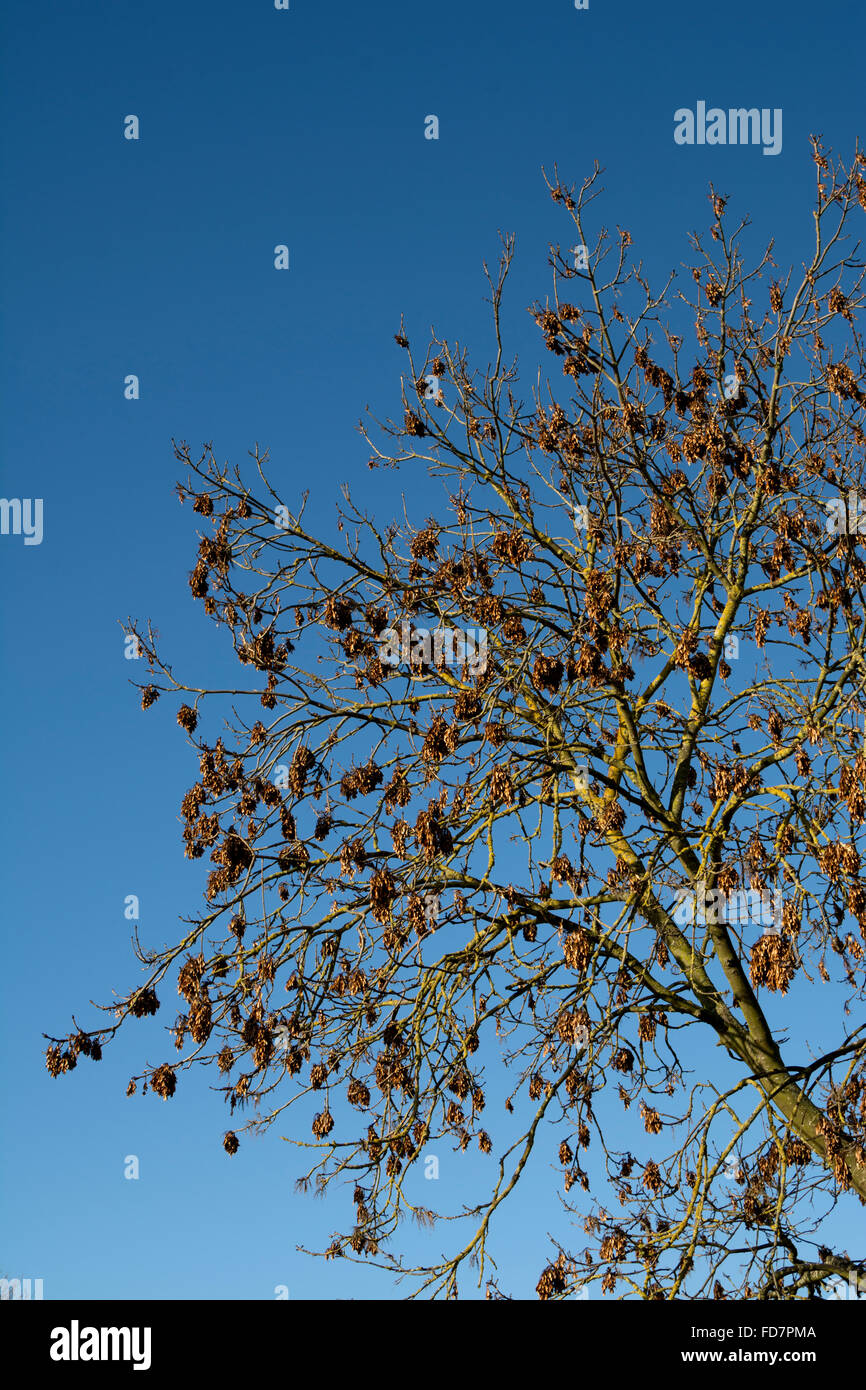 Ash tree in winter, UK Stock Photo Alamy