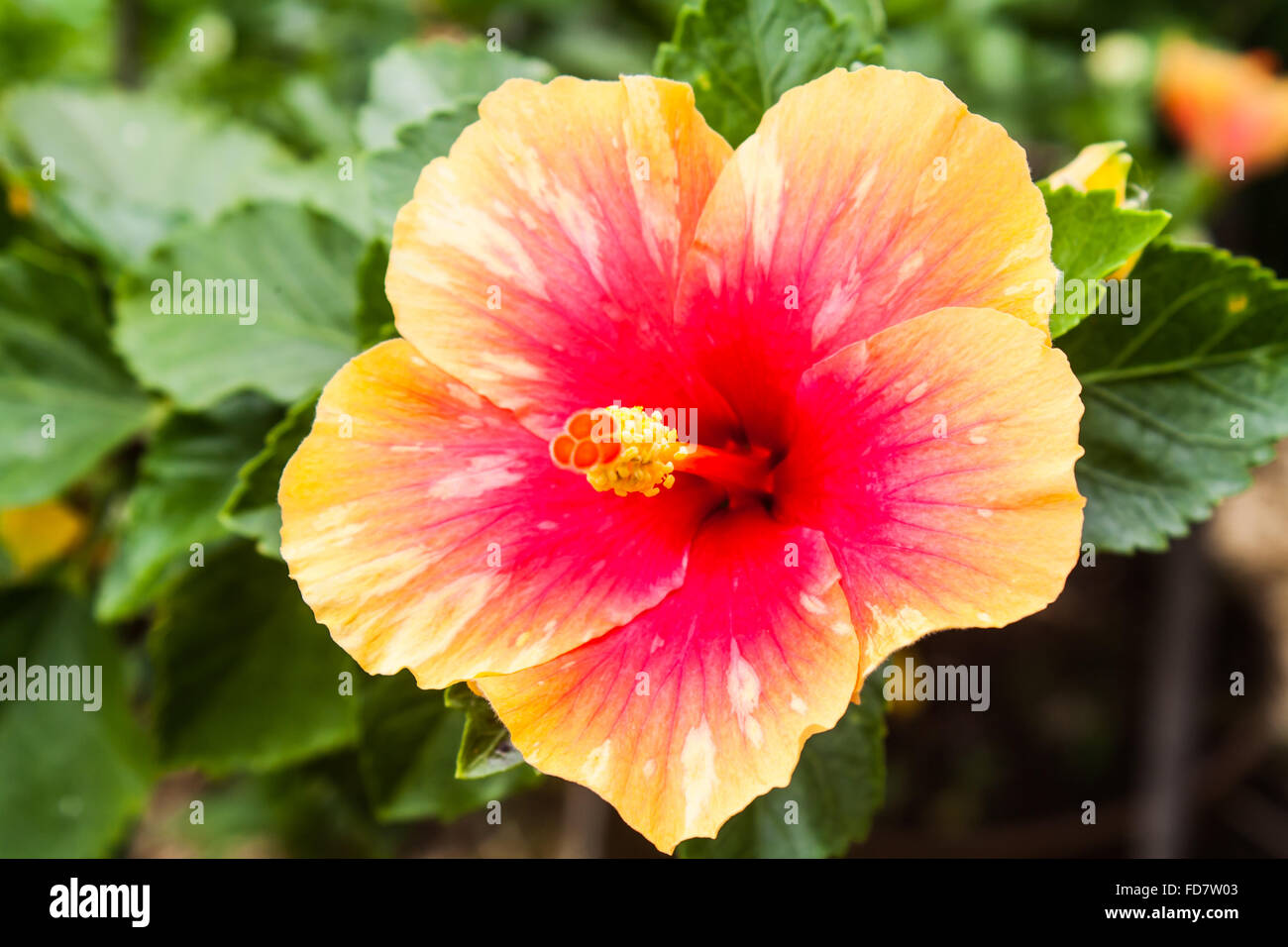 Beautiful Hibiscus Rosa Sinensis (Hibiscus sp.) in a Park Stock Photo