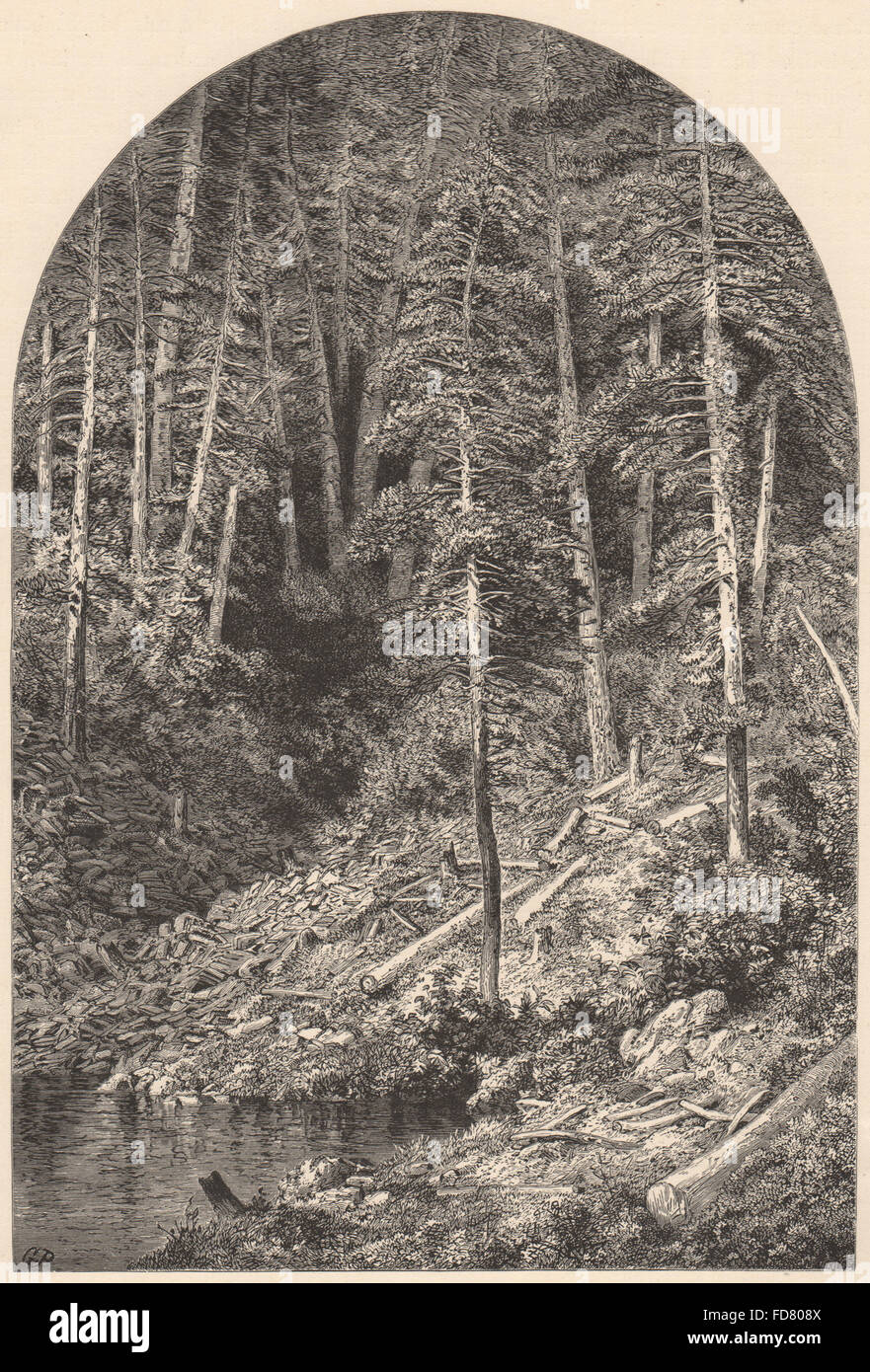 PENNSYLVANIA: Pine Forest on west branch of the Susquehanna, old print 1874 Stock Photo