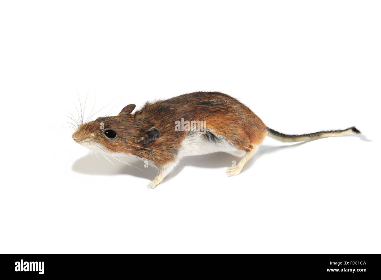 Studio portrait of a Mouse on White Background Stock Photo
