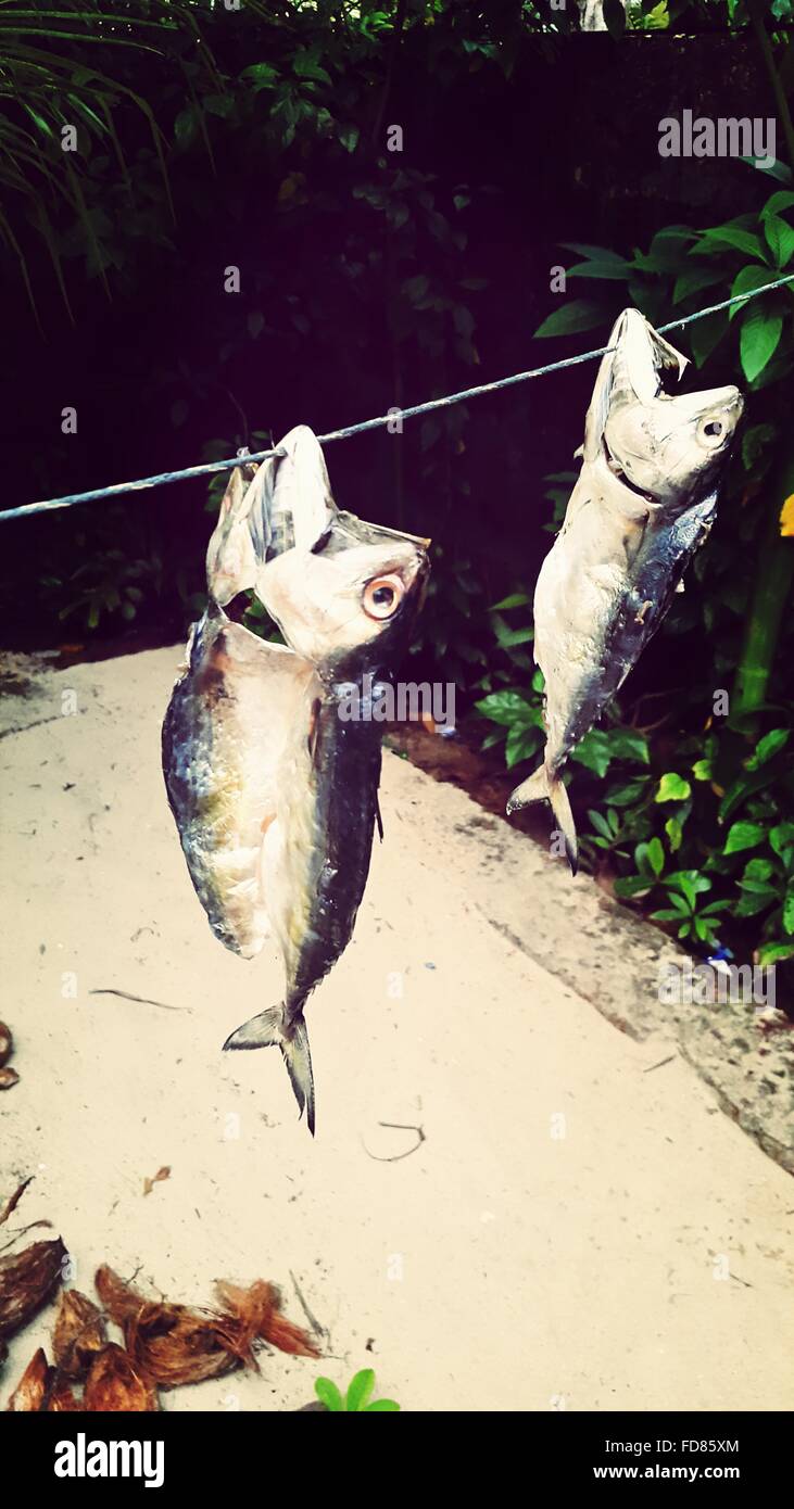 Drying fish hanging hires stock photography and images Alamy