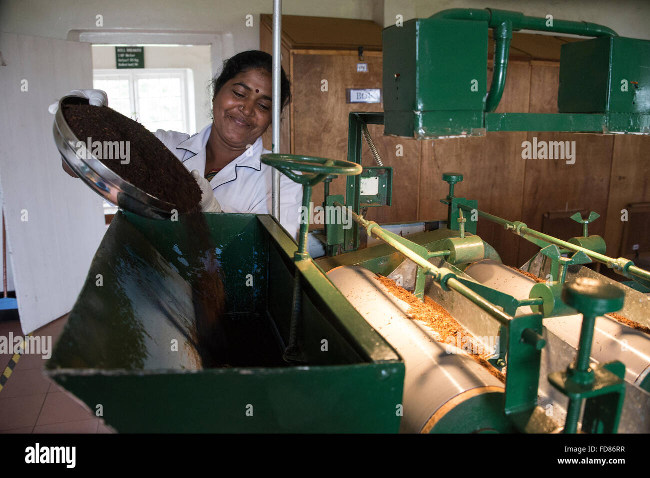 A tea employee pours precessed tea into a rolling machine in a small