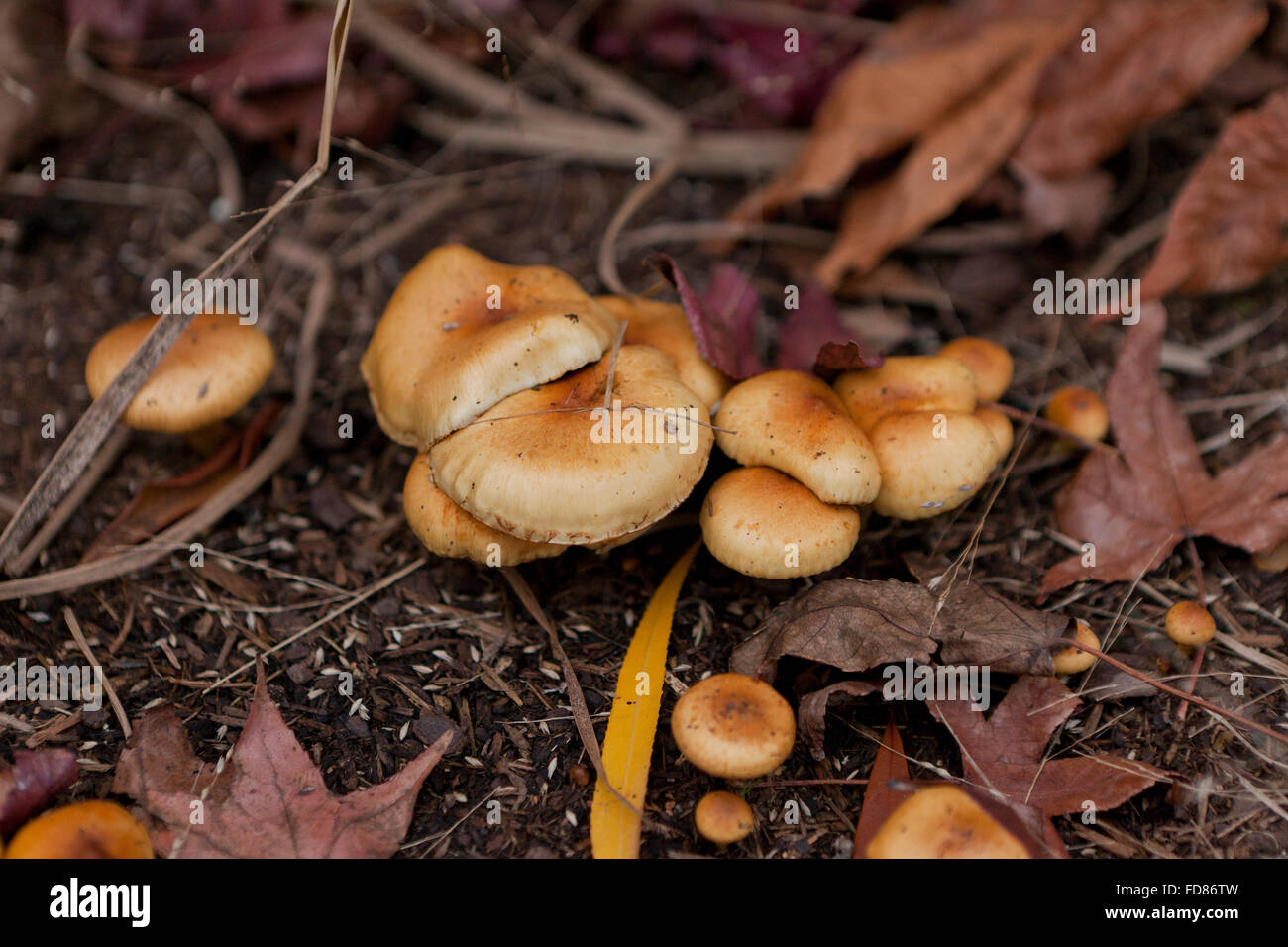 Wild mushrooms growing in garden mulch - USA Stock Photo