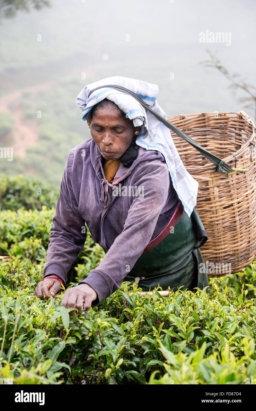 A Tamil tea picker picking tea leaves  on the Hethersett tea plantation close to the 4 star Heritance Tea Factory Stock Photo