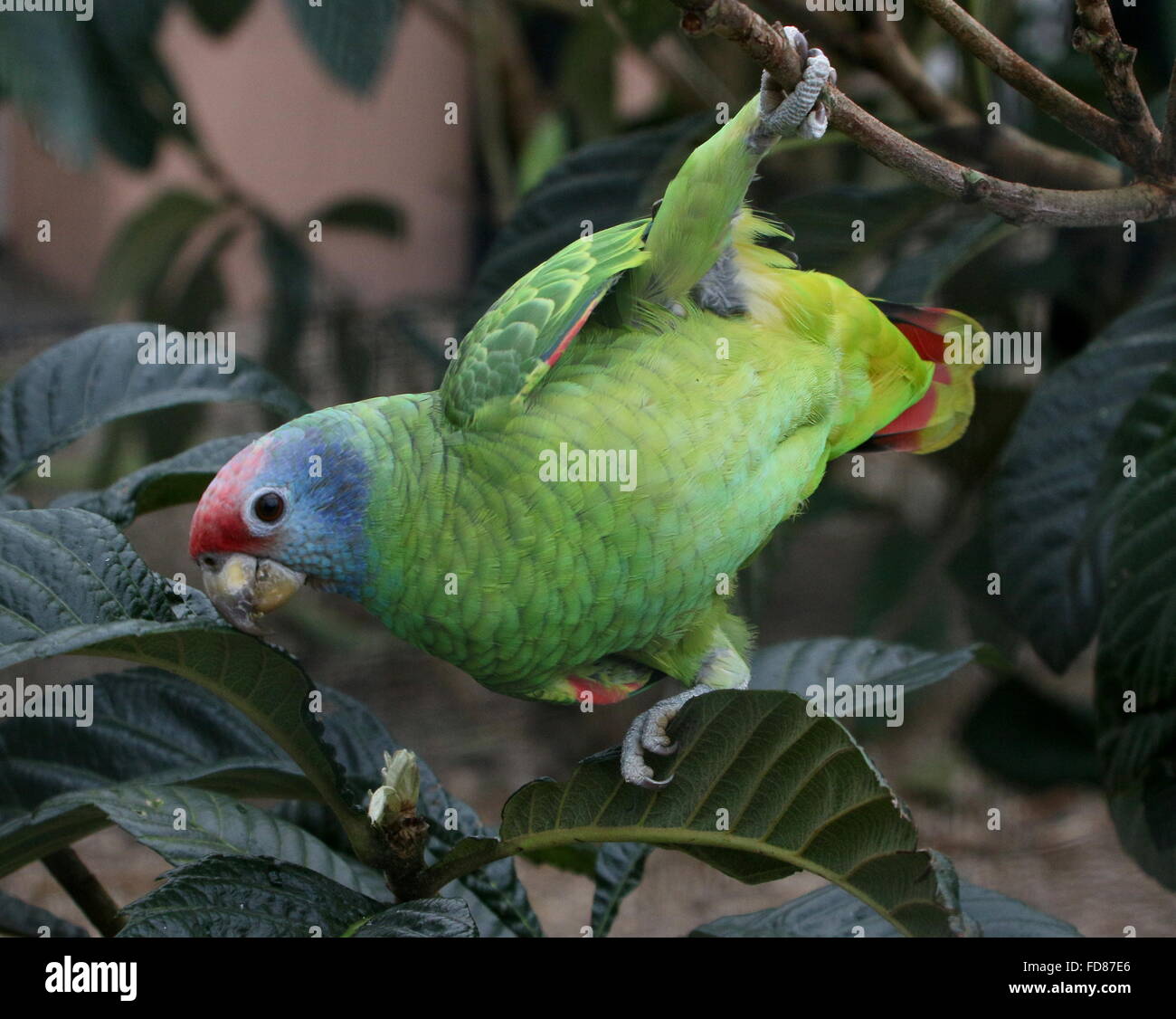 Agile Red tailed Amazon parrot (Amazona brasiliensis) feeding on flower