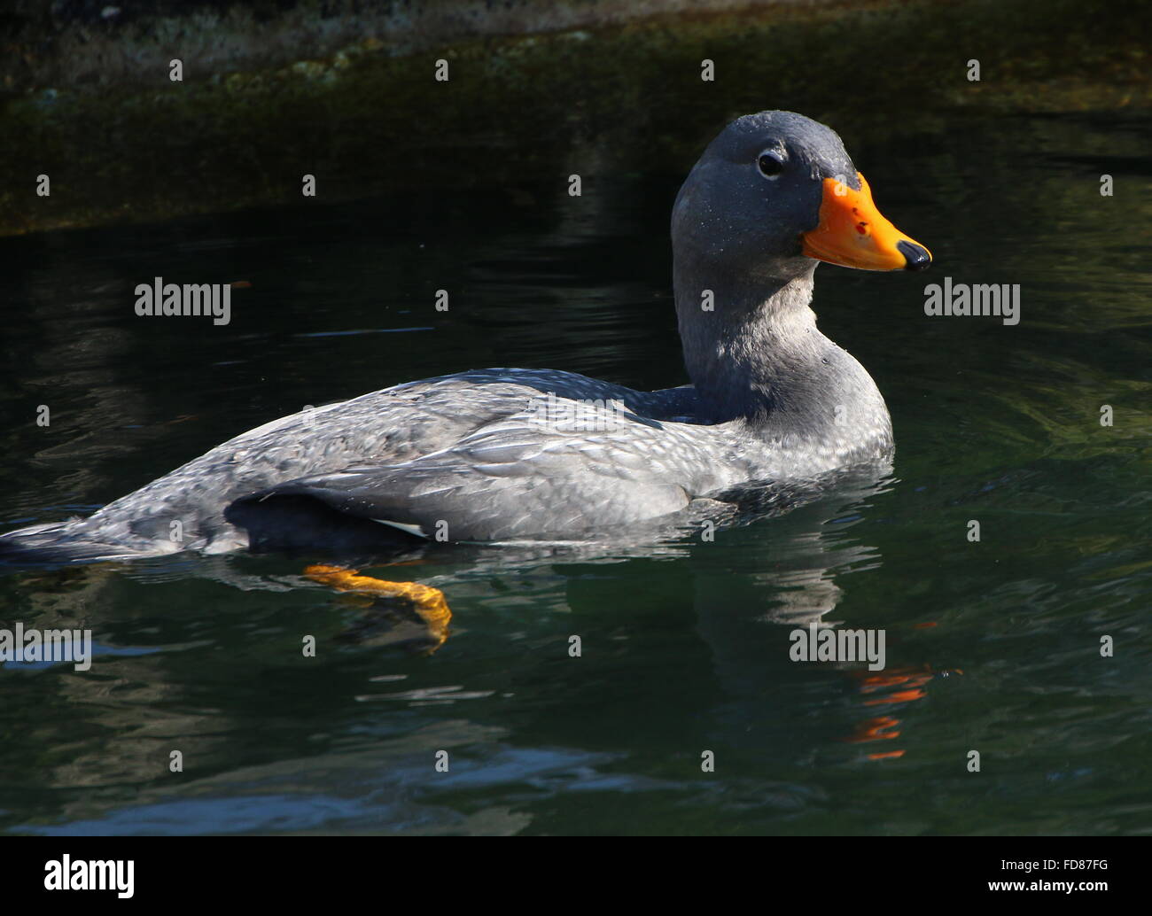 Swimming South American Fuegian Steamer Duck a.k.a. Magellanic